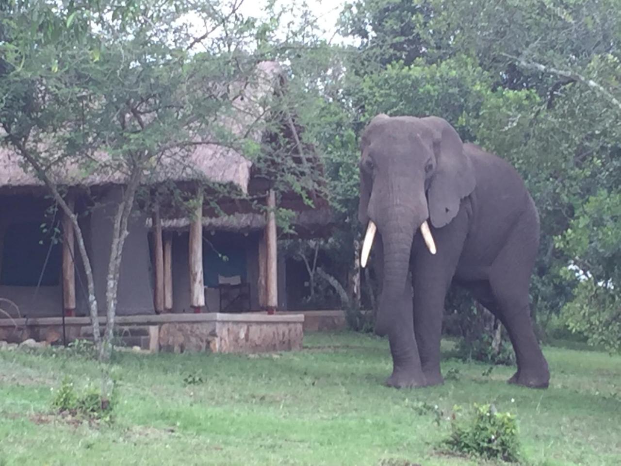 Queen Elizabeth Bush Lodge By Nature Lodges Ltd Katunguru Zewnętrze zdjęcie